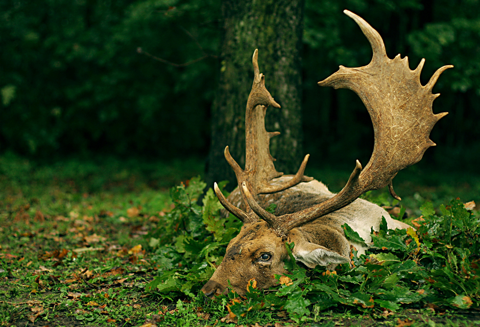 Hunt 2