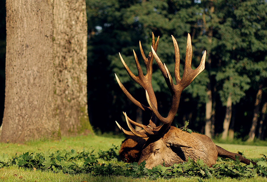 Hunt 3