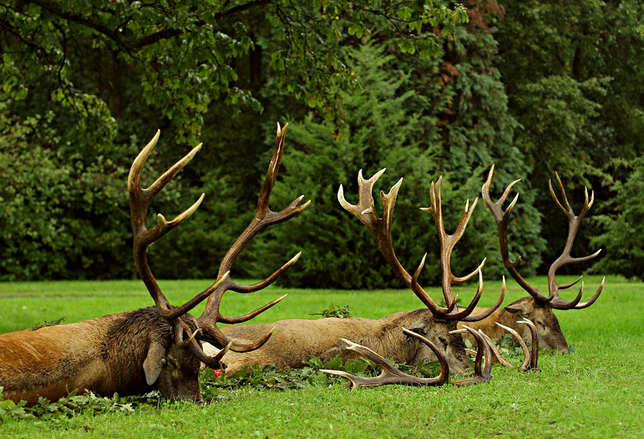 Hunt 4