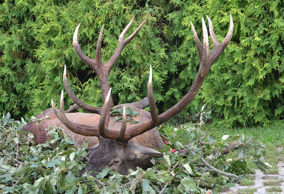 Hunt 6