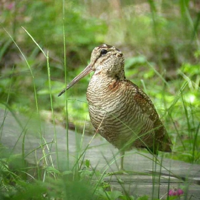 Erdei szalonka monitoring