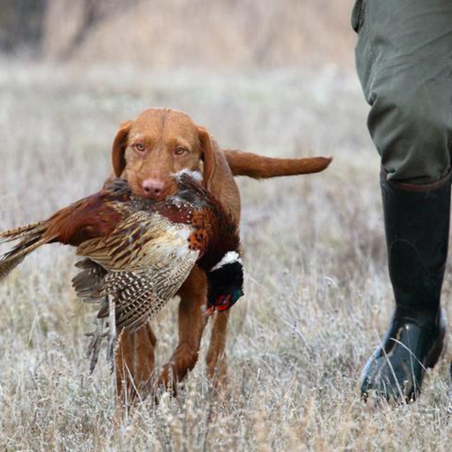 Vadásztanfolyam indul!