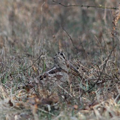 Őszi szalonka monitoring 2013