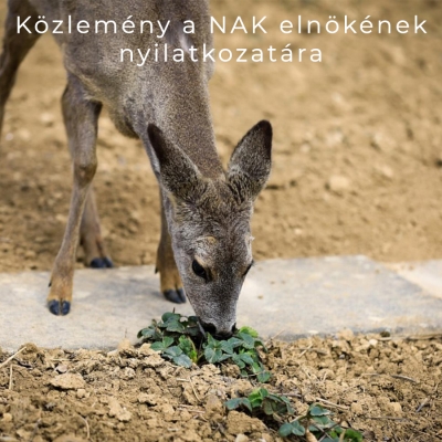 KÖZLEMÉNY!