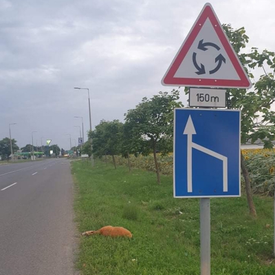 Kezdődik az őzek násza!