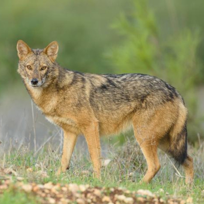 Az aranysakál (Canis aureus) jelenlegi helyzete Somogy megyében